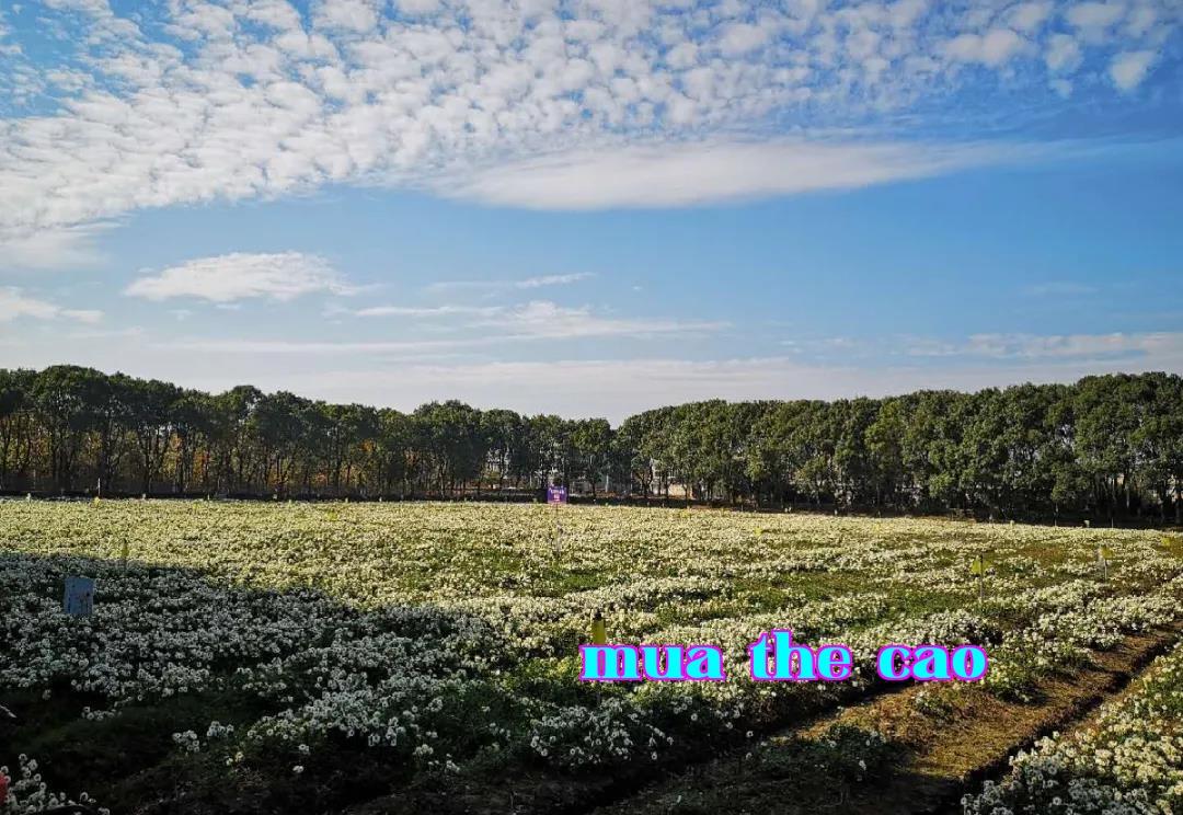 Chuyến du học tại trang trại hoa cúc Hàng Bạch cơ bản của Kỳ Hạc Đường khu vực Chiết Giang năm 2020