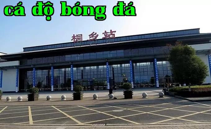 Đến thăm khu trồng hoa cúc hàng năm ở Thượng Dư, Đồng Hưng